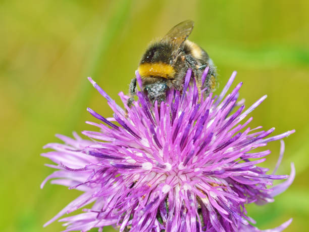 istock A bumblebee collects nectar from a flower. 1029158420