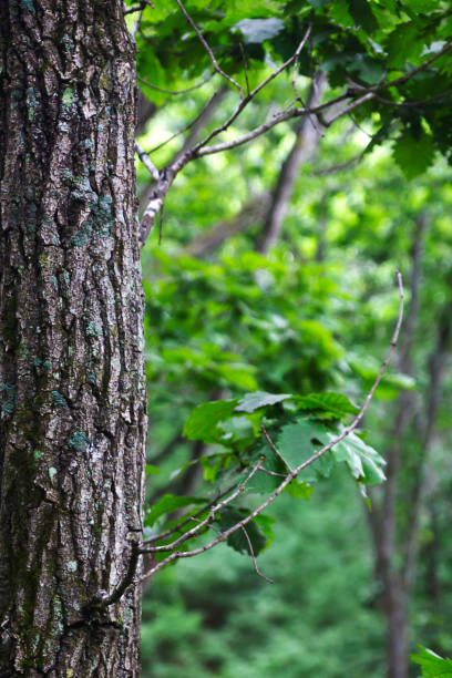 istock Straight tree trunk in the forest, natural background image 1029164080