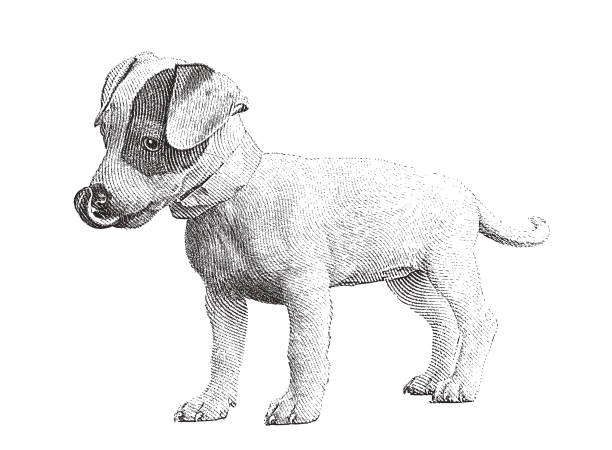 niedlichen welpen. basenji und jack russell terrier mischling hund. - mixed breed dog illustrations stock-grafiken, -clipart, -cartoons und -symbole