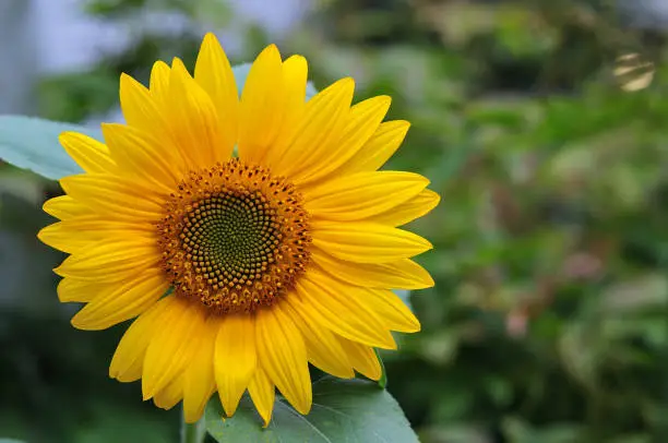 close-up of florets and ray flowers of helianthus annuus, the common sunflower