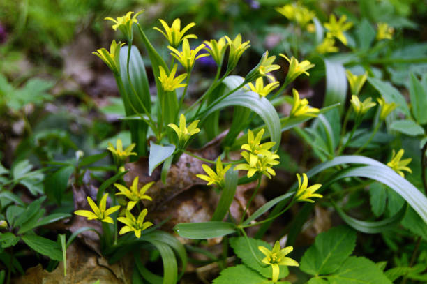 shallow yellow flowers and leaves close-up. Spring primroses stock photo