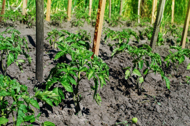 young tomato bushes grow on a bed stock photo