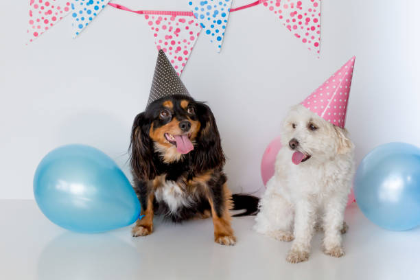 istock Two cute dogs with party hats on sitting down with balloons 1029169950