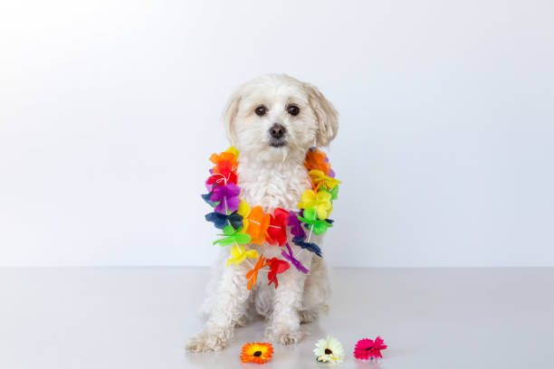istock Cute small female dog with flowers on a white background 1029169986