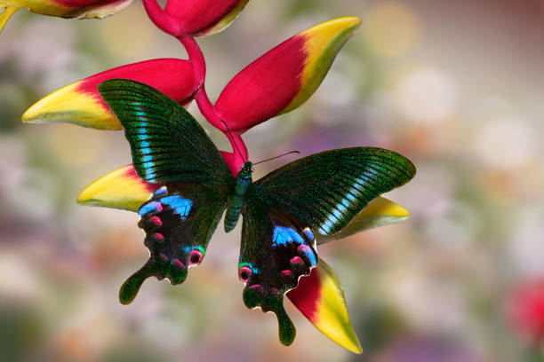 파란 공작 또는 제비 악 튜 러 스 heliconia 꽃에 나비 - bootes 뉴스 사진 이미지