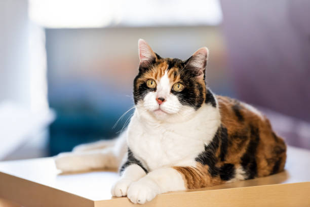 Closeup of one calico cat sitting on top of table in house, home, living room, bedroom with big, large open eyes, curious, scared, begging, looking for food stock photo