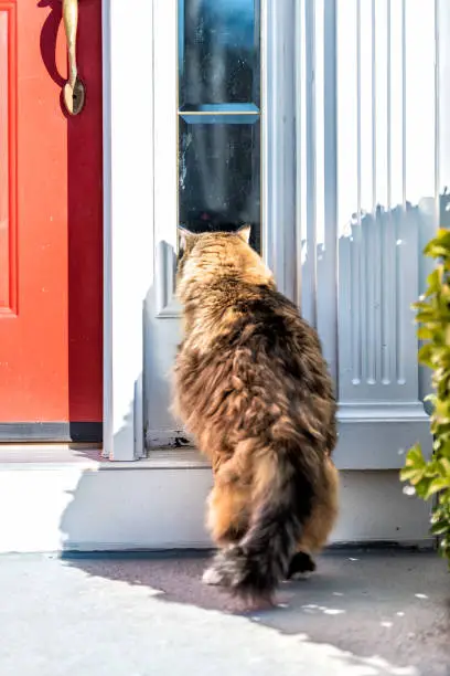 Back of one scared calico maine coon cat standing outside, in front of red door, wanting, asking, begging to go inside, looking through window