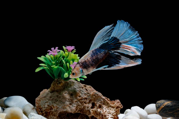 istock Fighting fish, Siamese fish, in a fish tank decorated with pebbles and trees, Black background. 1029178966