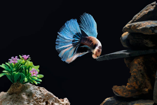 istock Fighting fish, Siamese fish, in a fish tank decorated with pebbles and trees, Black background. 1029178972