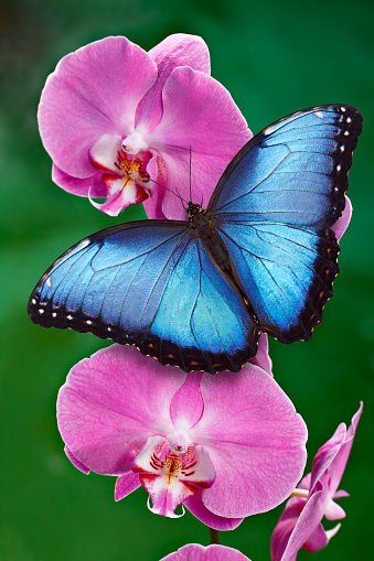 Mariposa morfo azul o una flor de orquídea rosa photo