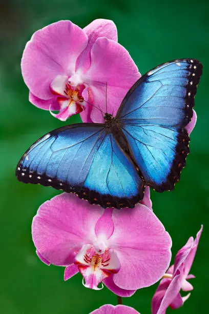 Blue Morpho butterfly or a pink orchid flower with green background. Found mostly in South America, Mexico, and Central America.
