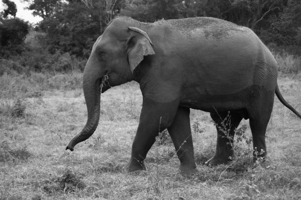 istock Asian Elephant in black and white, Ella - Sri Lanka 1029179368
