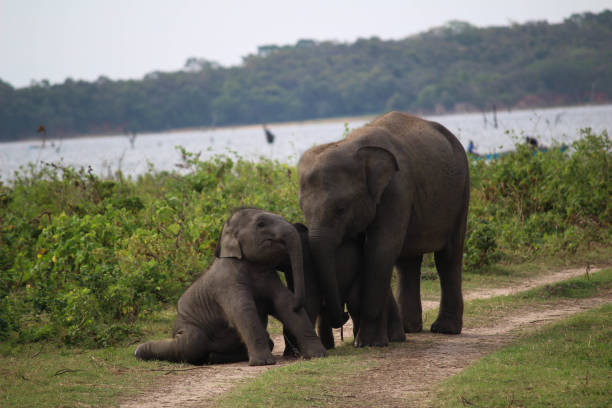 istock Asian Elephant Family, Ella - Sri Lanka 1029179710