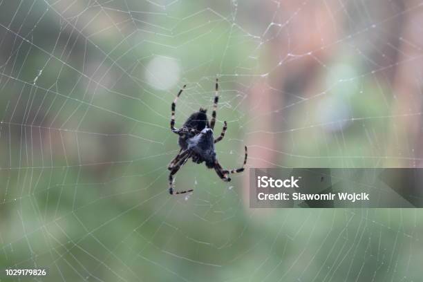 Danse Macabre A Spider And Its Prey Stock Photo - Download Image Now - Animal, Animal Wildlife, Animals Hunting