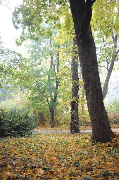 istock Trees with colorful leaves during foliage in an old park 1029182386