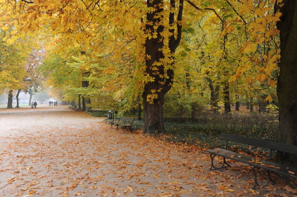 istock Trees with colorful leaves during foliage in an old park 1029182440