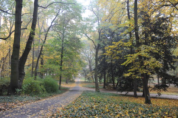 istock Trees with colorful leaves during foliage in an old park 1029182448