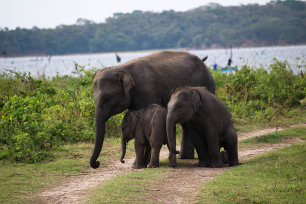 istock Asian Elephant Family, Ella - Sri Lanka 1029182514