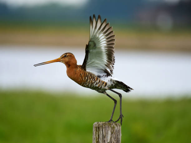 black-tailed godwit a black-tailed godwit taking off from a post in het Sofia polder, the Netherlands scolopacidae stock pictures, royalty-free photos & images