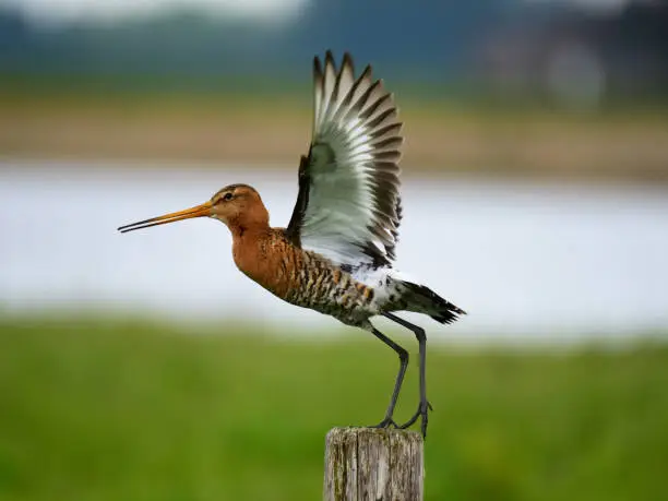 a black-tailed godwit taking off from a post in het Sofia polder, the Netherlands