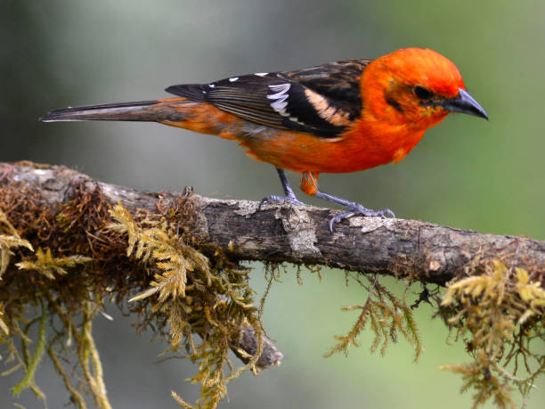 flame-colored tanager a male flame-colored tanager in the San Gerardo de Dota region piranga bidentata stock pictures, royalty-free photos & images