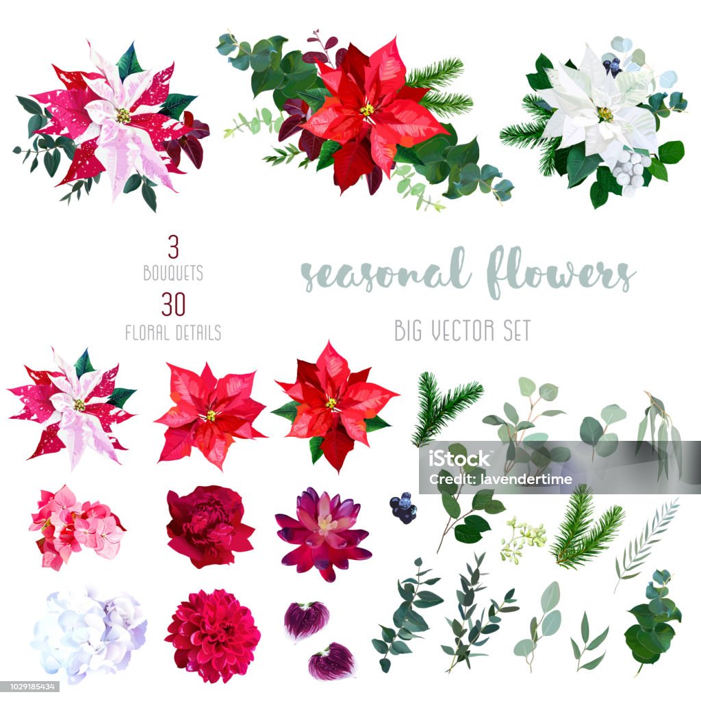Red, white and marbled poinsettia flowers, hydrangea, peony, dah Red, white and marbled poinsettia flowers, hydrangea, peony, dahlia, orchid, red succulent, fir branch and mix of seasonal plants and herbs big vector collection.All elements are isolated and editable Christmas stock vector