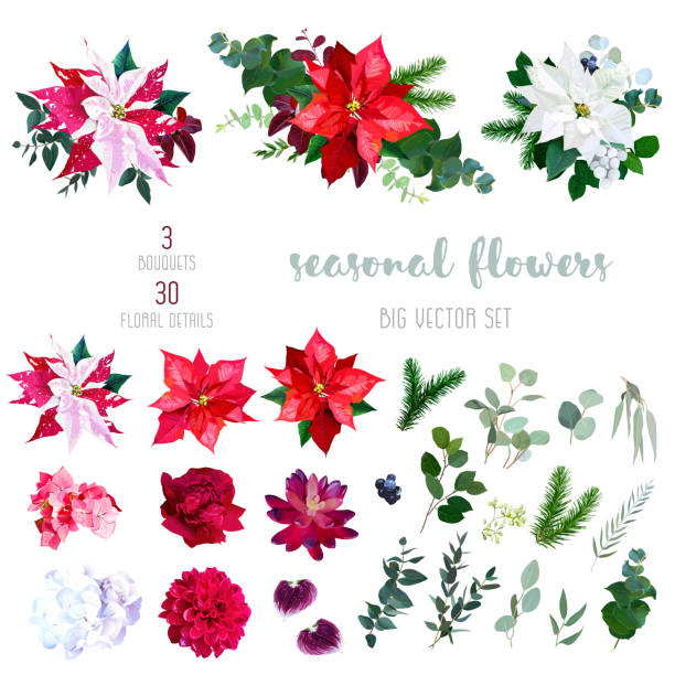Red, white and marbled poinsettia flowers, hydrangea, peony, dah Red, white and marbled poinsettia flowers, hydrangea, peony, dahlia, orchid, red succulent, fir branch and mix of seasonal plants and herbs big vector collection.All elements are isolated and editable multiple christmas trees stock illustrations