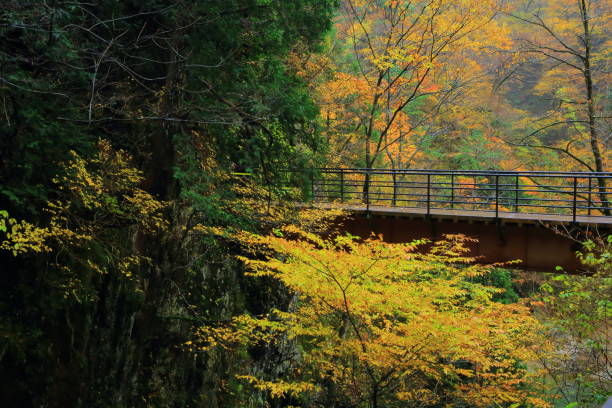 istock Autumn leaves valley 1029185494