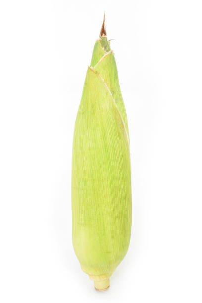 istock corn on the cob, husk organic food nature background 1029185746