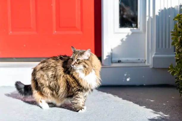 One scared calico maine coon cat standing outside by red door, house, home entrance, wanting, asking, begging to go inside