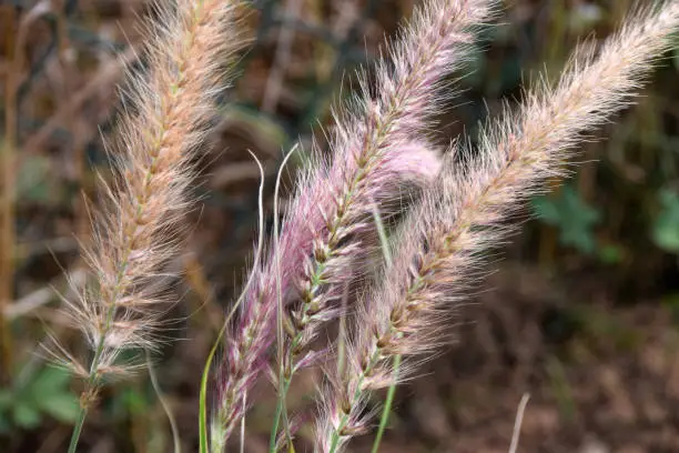 feather flowers of pink fountain grass