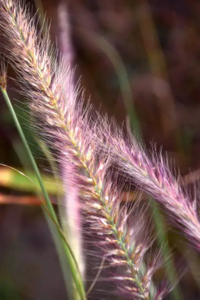 Pennisetum advena or fountain grass with pink and white flowers in fall