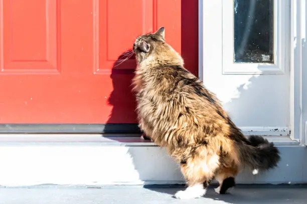 Back of one scared calico maine coon cat standing outside, in front of red door, wanting, asking, begging to go inside