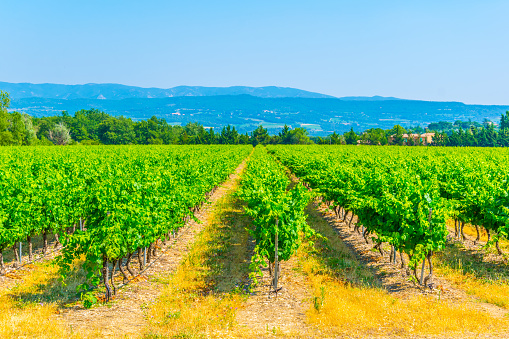 Vineyards near Roussillon village in France
