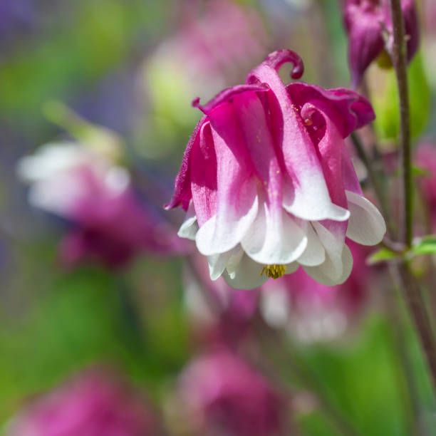 30+ Colombine Photos, taleaux et images libre de droits iStock