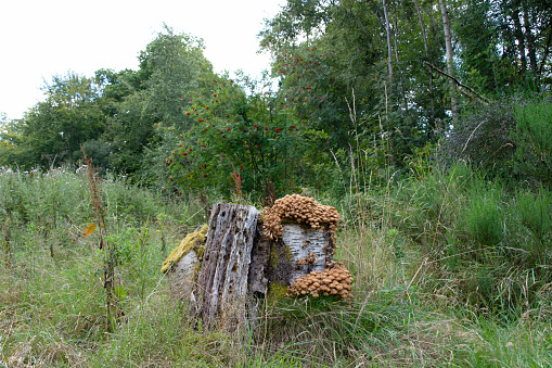 In a woodland setting is a tree stump left over from forestry operations.  It is now covered in fungi.