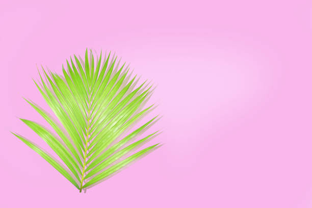istock Palm tree design on pink background for your texture or concept,Sale billboards 1029204314