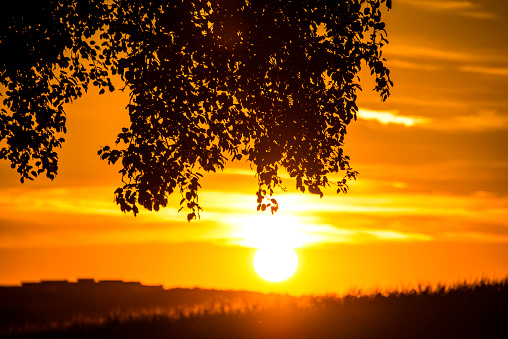 sunset in summertime with tree and meadow