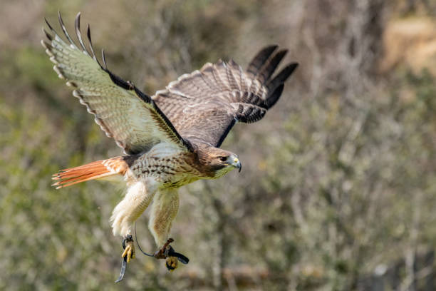 istock Red Tailed Hawk in his own habitat on a bright sunny day. 1029209904