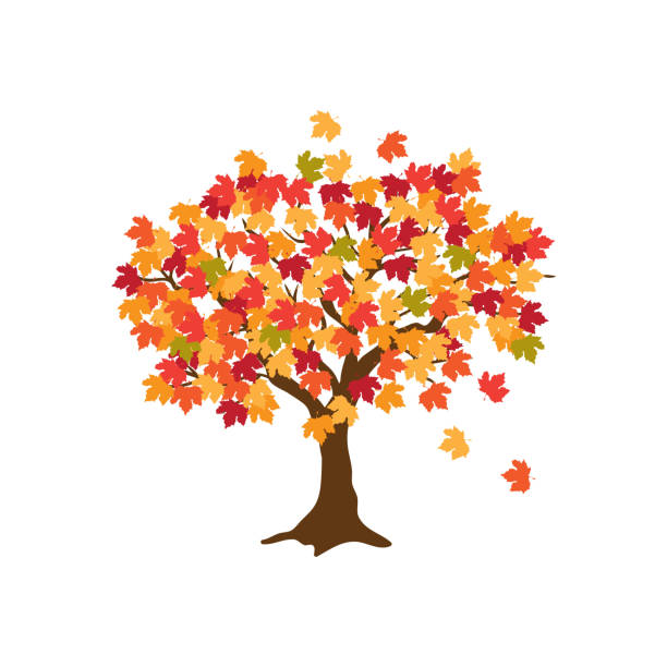 осень - maple tree stock illustrations