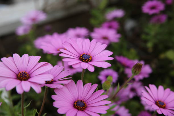 flower, nature, pink, purple, garden, flowers, daisy, plant, green, summer, spring, bloom, violet, blossom, beauty, flora, floral, petal, petals, macro, yellow, color, fresh, flor, naturaleza, rosa, púrpura, jardín, flores, margarita, planta, verde, verano, primavera, floración, violeta, flor, belleza, flora, floral, pétalo, pétalos, macro, amarillo, color, fresco, çiçek, doğa, pembe, mor, bahçe, çiçekler, papatya, b