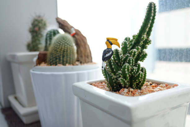 istock Cactus decorated with hornbill plants indoors. 1029224958