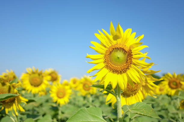 istock Field of blooming sunflowers. 1029225162