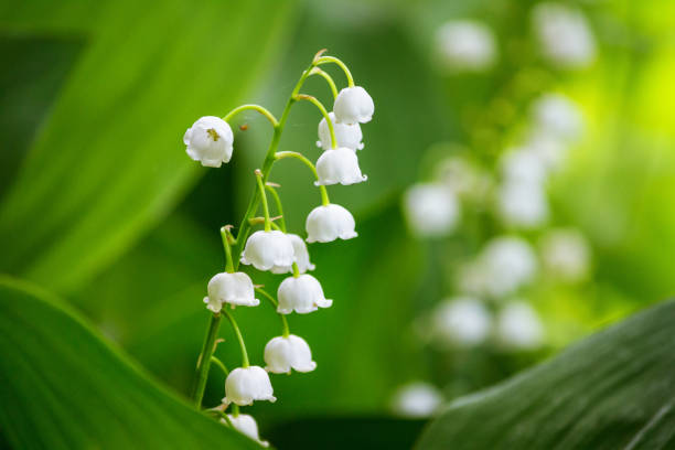istock Lily of the valley (Convallaria majalis), blooming in the spring forest 1029231134