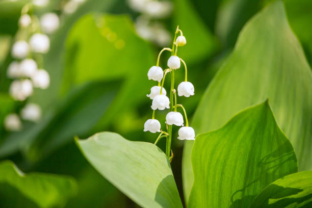 istock Lily of the valley (Convallaria majalis), blooming in the spring forest 1029231186