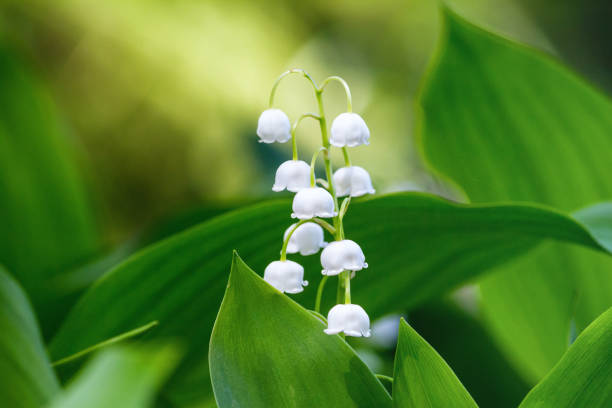 istock Lily of the valley (Convallaria majalis), blooming in the spring forest 1029231188