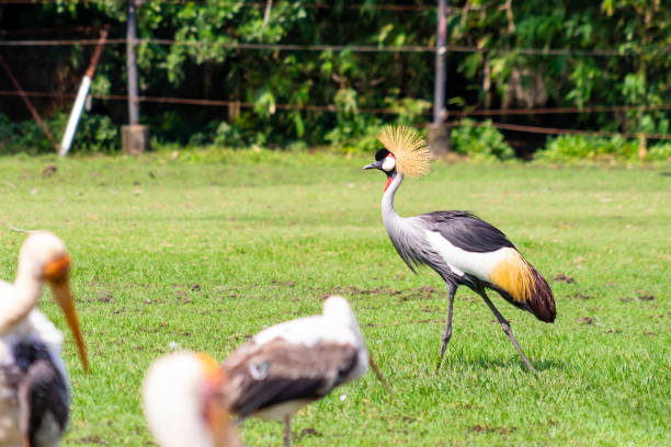 istock mycteria birds on grass field 1029231200