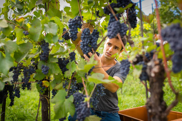 istock Handsome young vintner harvesting vine grapes in his vineyard 1029231224