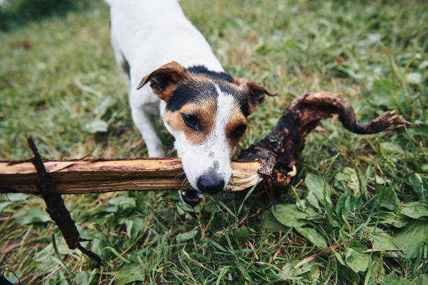 istock Cute dog retrieving branch 1029234190