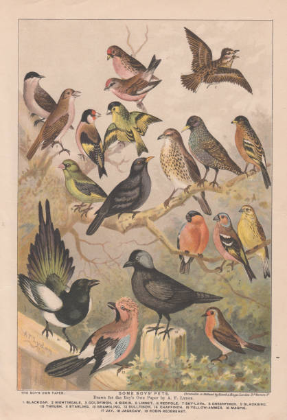 illustrazioni stock, clip art, cartoni animati e icone di tendenza di incisione di lastre colorate incontaminate del xix secolo di vari uccelli dal boys own paper del 1892; artista a f lydon - zoology